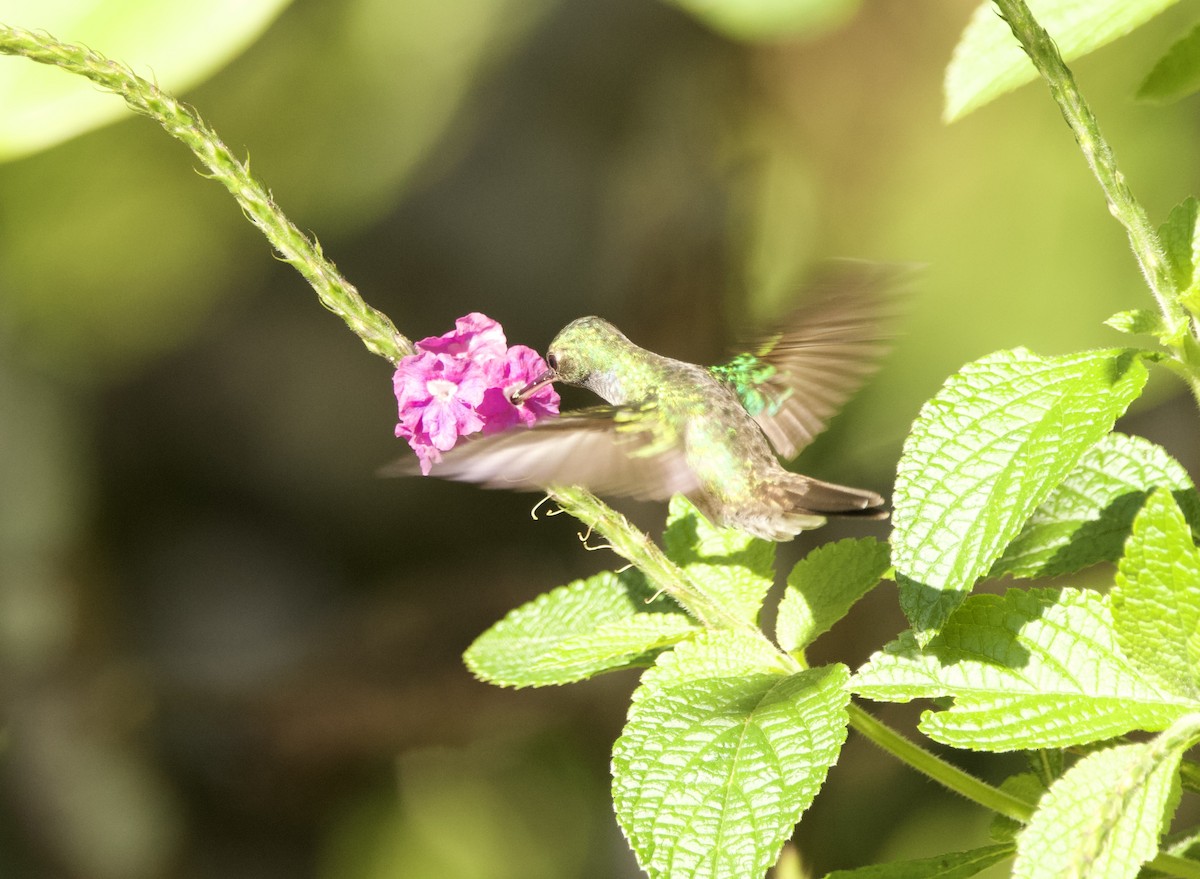 Charming Hummingbird - ML632971830