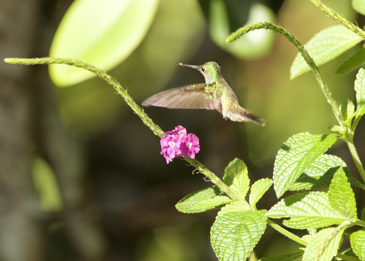 Charming Hummingbird - ML632971831