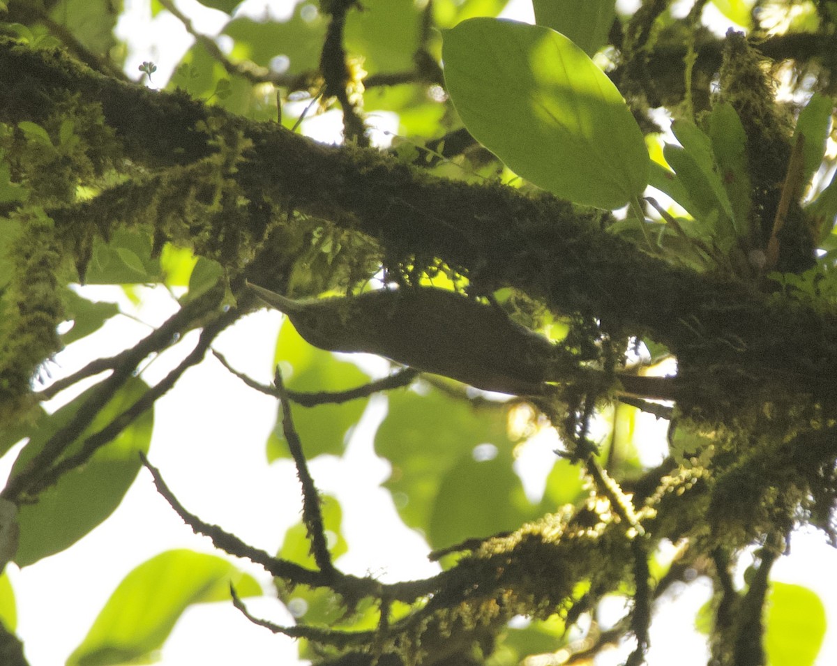 Spotted Woodcreeper - ML632971842