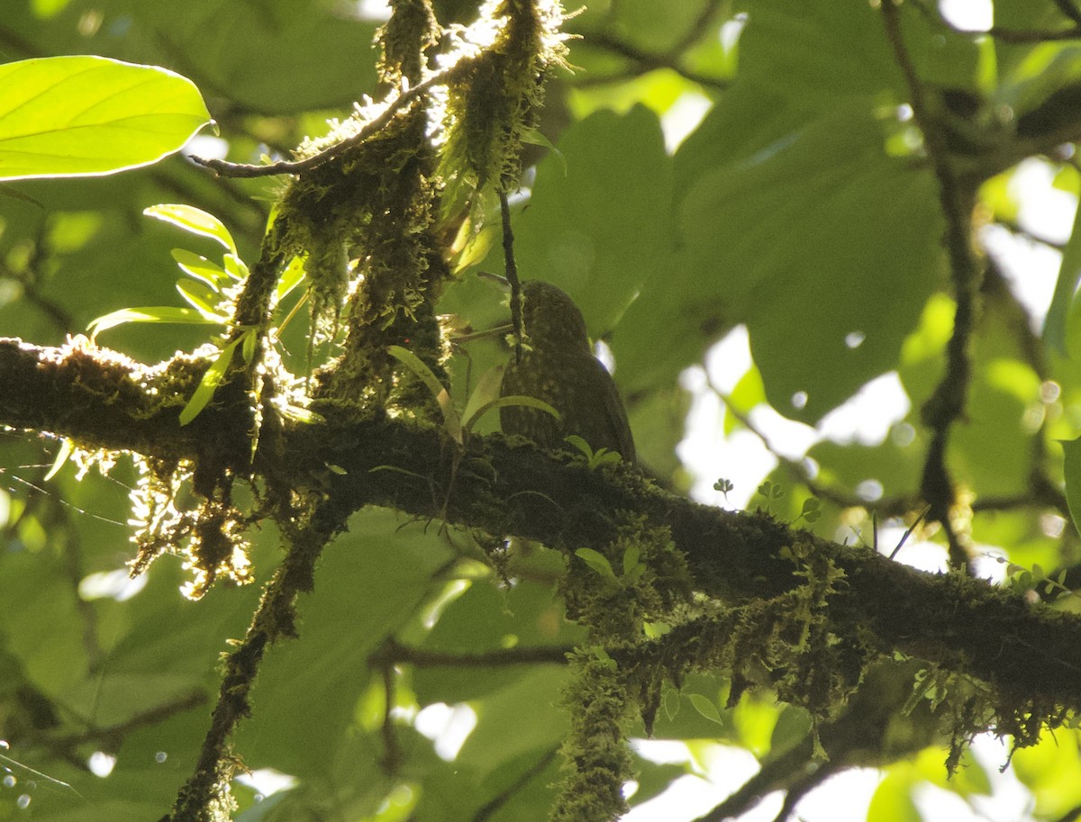 Spotted Woodcreeper - ML632971843