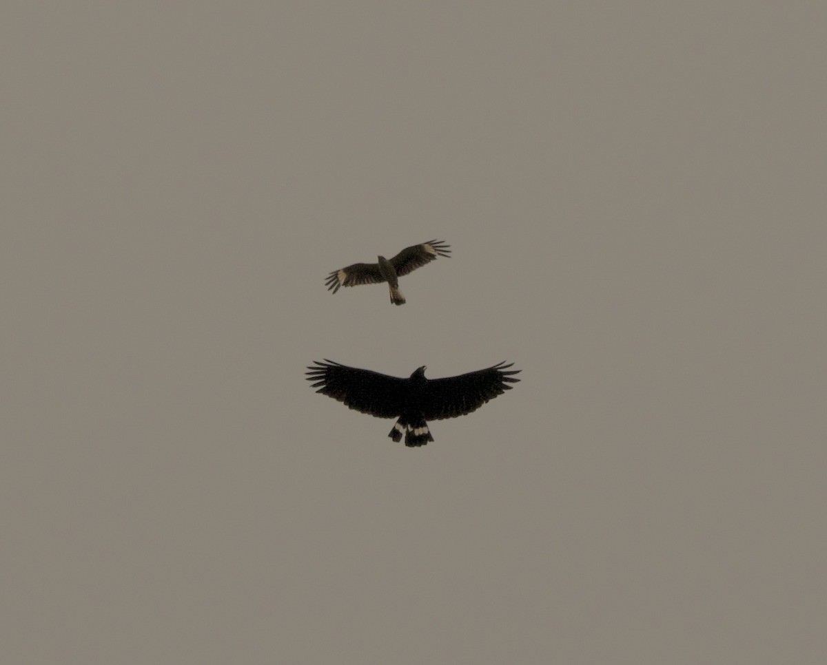 Great Black Hawk - ML632971869