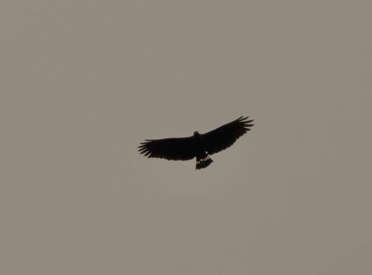 Great Black Hawk - ML632971870