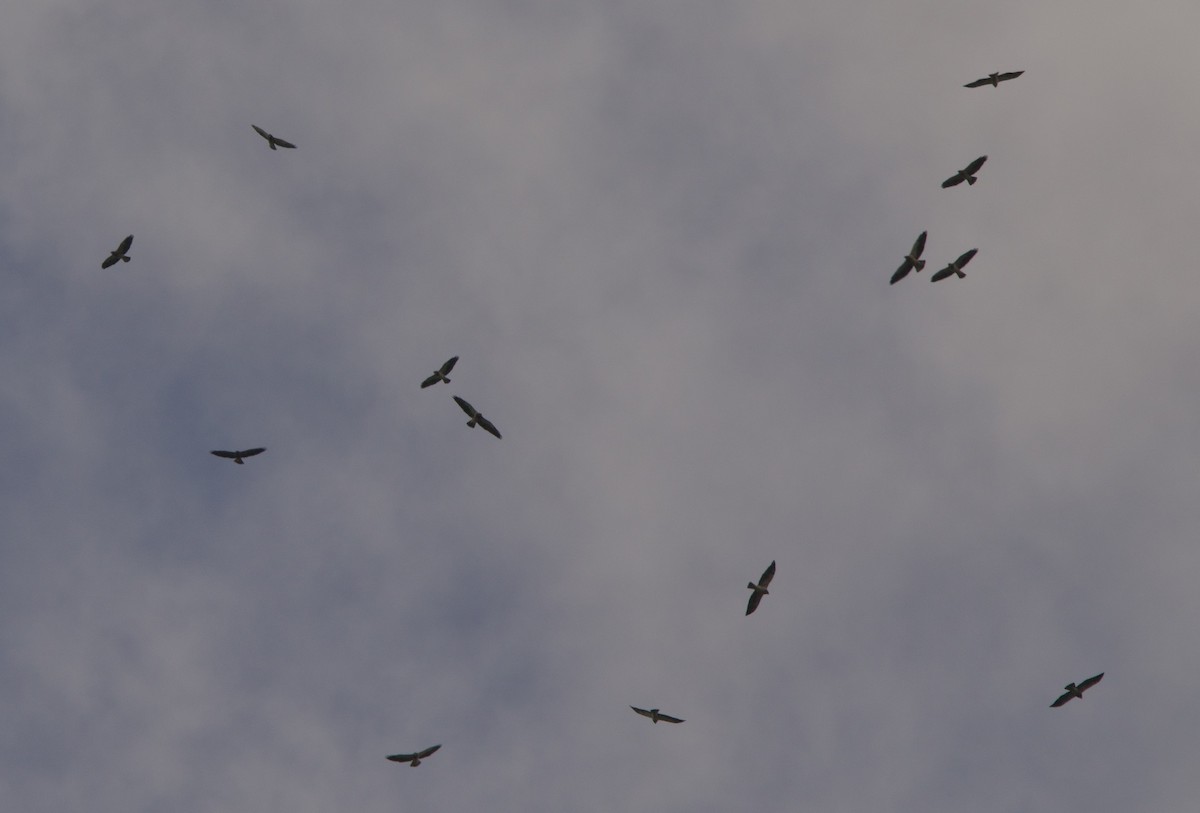 Swainson's Hawk - ML632971899