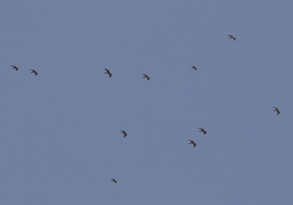 Swainson's Hawk - ML632971900