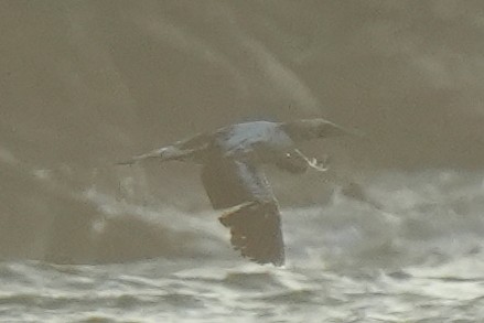 Nazca Booby - ML632971920