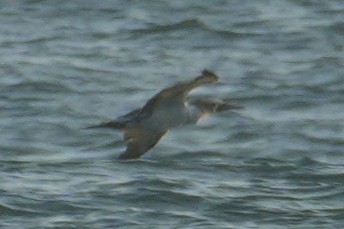Nazca Booby - ML632971921
