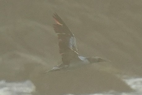 Nazca Booby - ML632971922