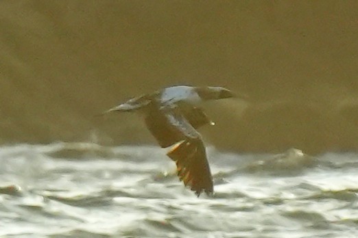 Nazca Booby - ML632971923