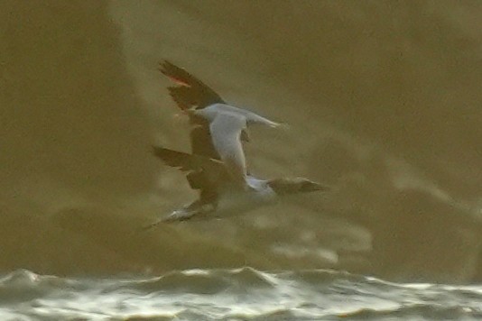 Nazca Booby - ML632971924