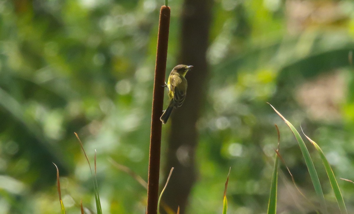 Papyrus Yellow-Warbler - ML632971973