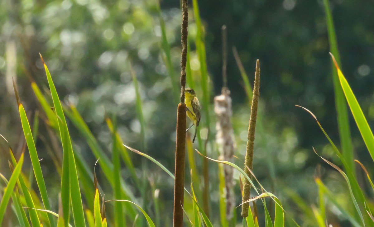 Papyrus Yellow-Warbler - ML632971974
