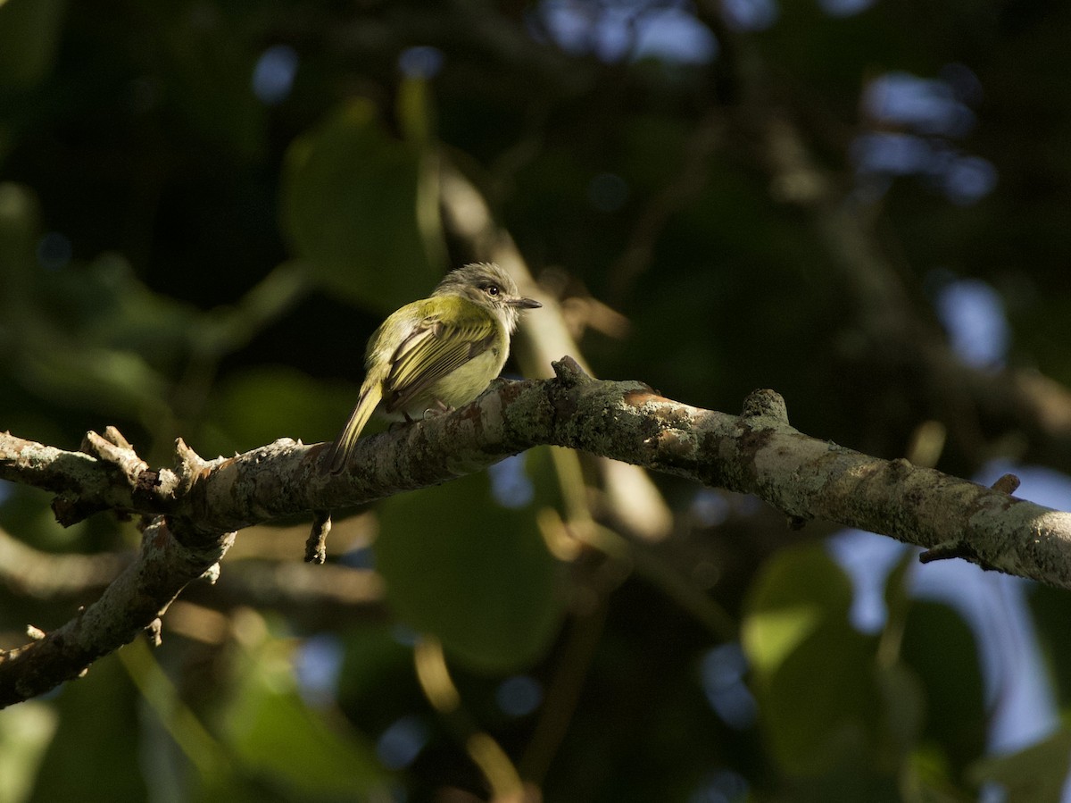 Yellow-olive Flatbill - ML632972014