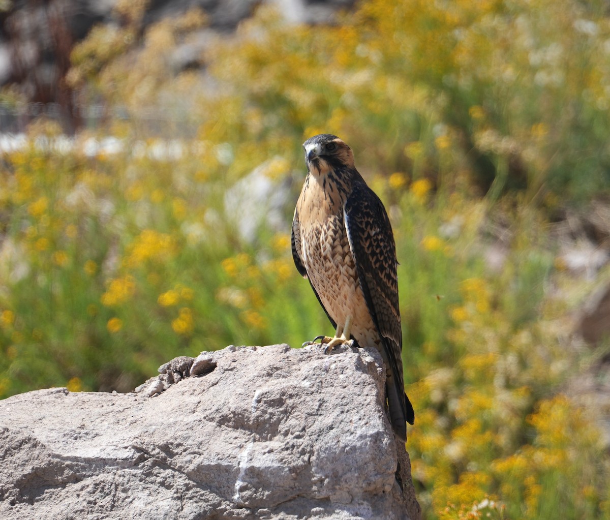 Variable Hawk - ML632972161