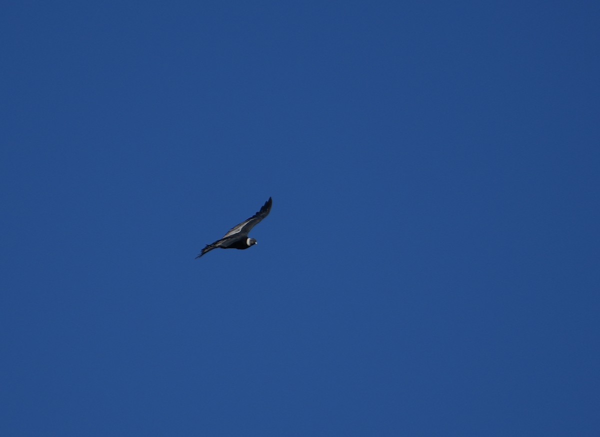 Andean Condor - ML632972173