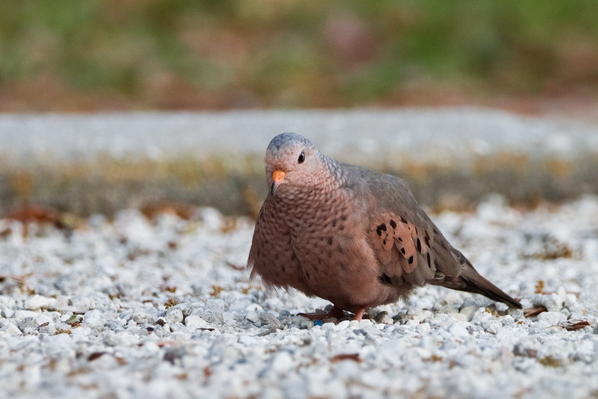 Common Ground Dove - ML632972226
