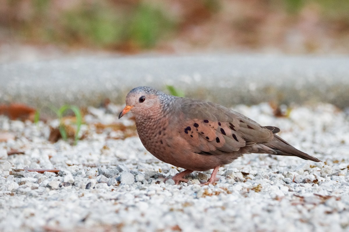 Common Ground Dove - ML632972228