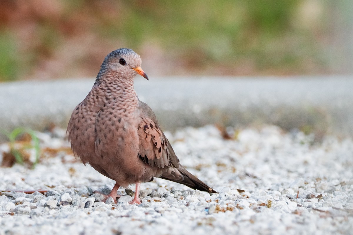 Common Ground Dove - ML632972229