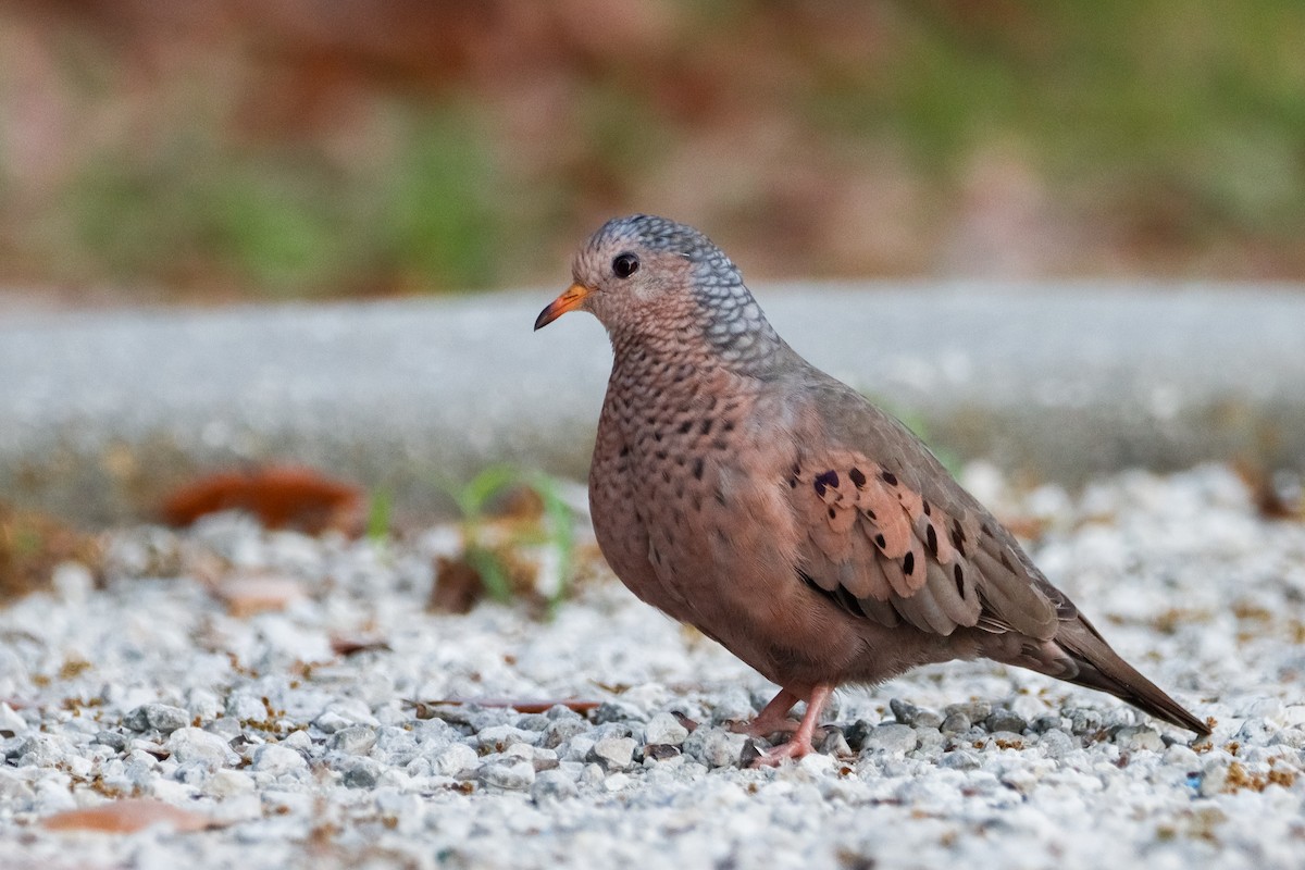 Common Ground Dove - ML632972230