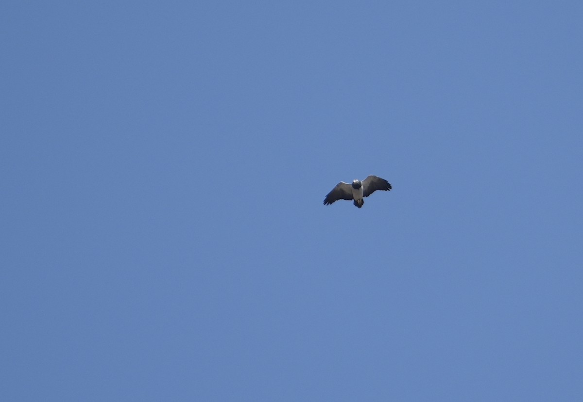 Black-chested Buzzard-Eagle - ML632972261