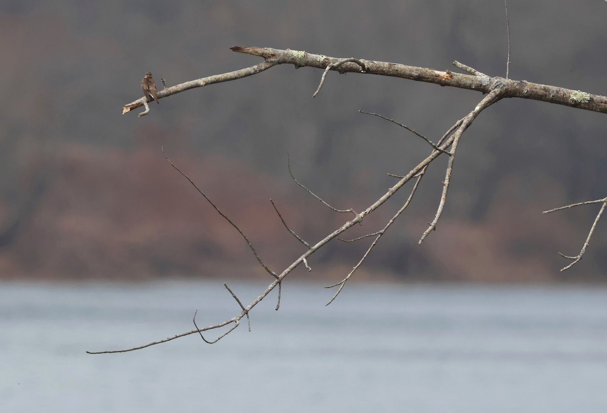Northern Rough-winged Swallow - ML632972265