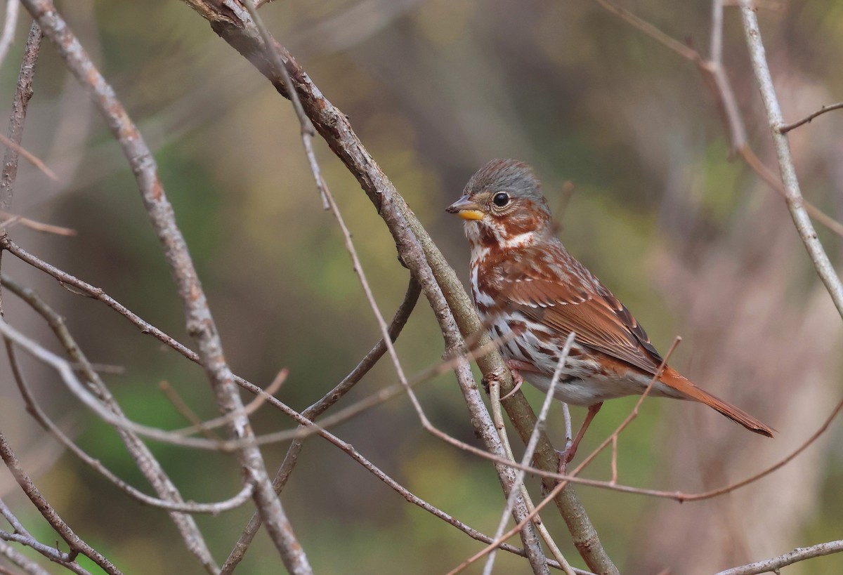 Fox Sparrow (Red) - ML632972277