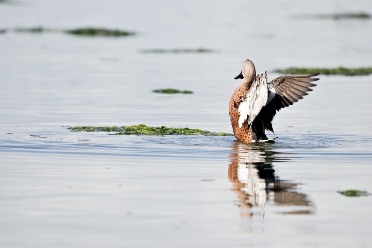 Red Shoveler - ML632972282