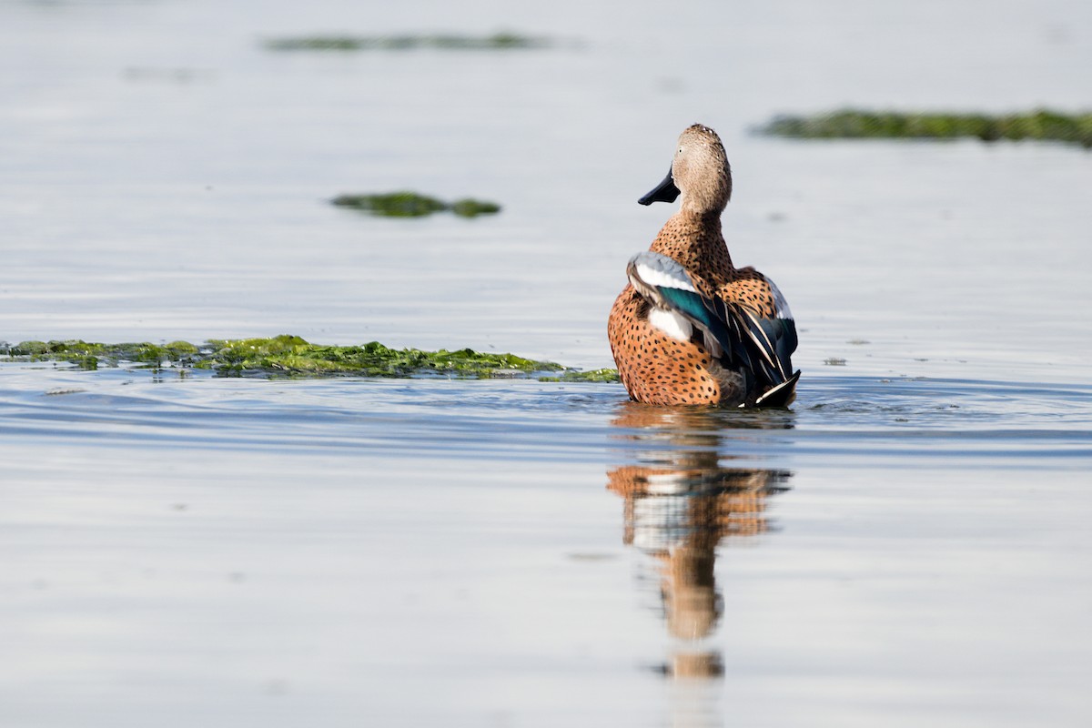 Red Shoveler - ML632972283