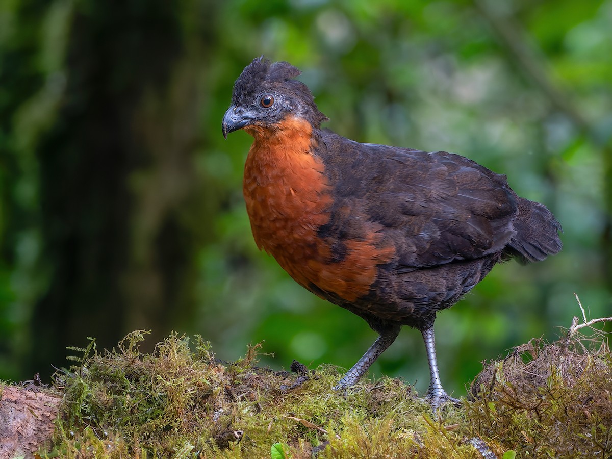Dark-backed Wood-Quail - Odontophorus melanonotus - Birds of the World