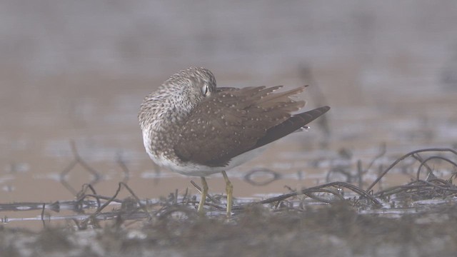 Green Sandpiper - ML632972434