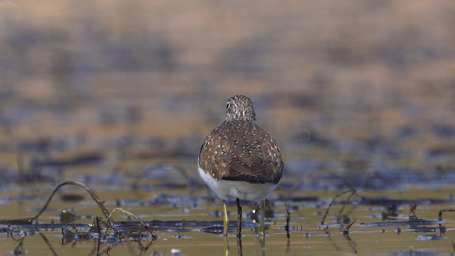 Green Sandpiper - ML632972449