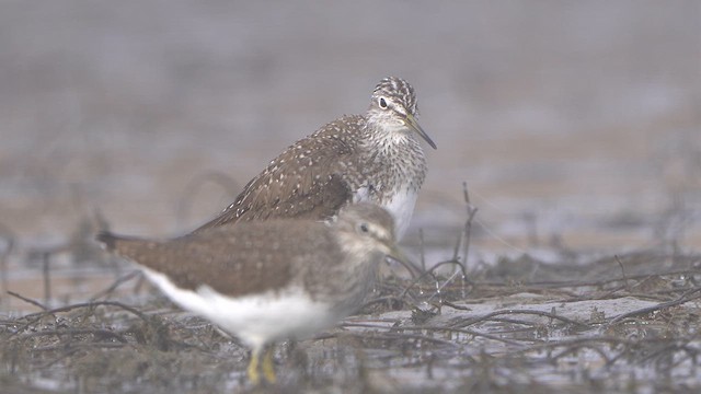 Green Sandpiper - ML632972474
