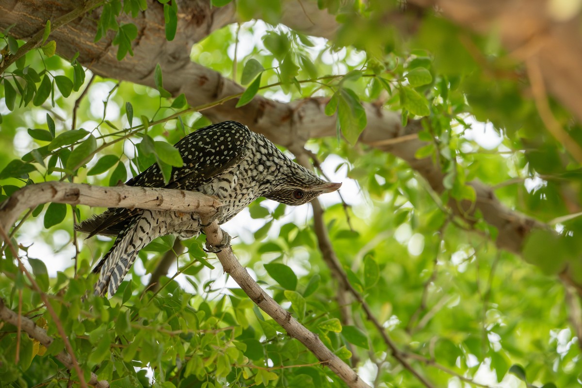 Asian Koel - ML632972480
