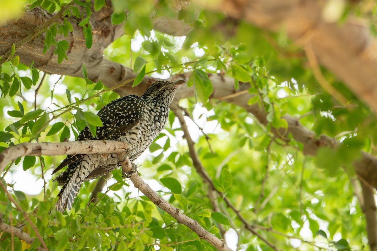 Asian Koel - ML632972481
