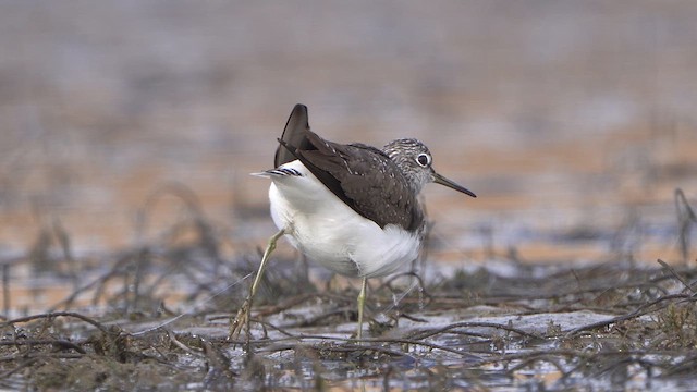 Green Sandpiper - ML632972546