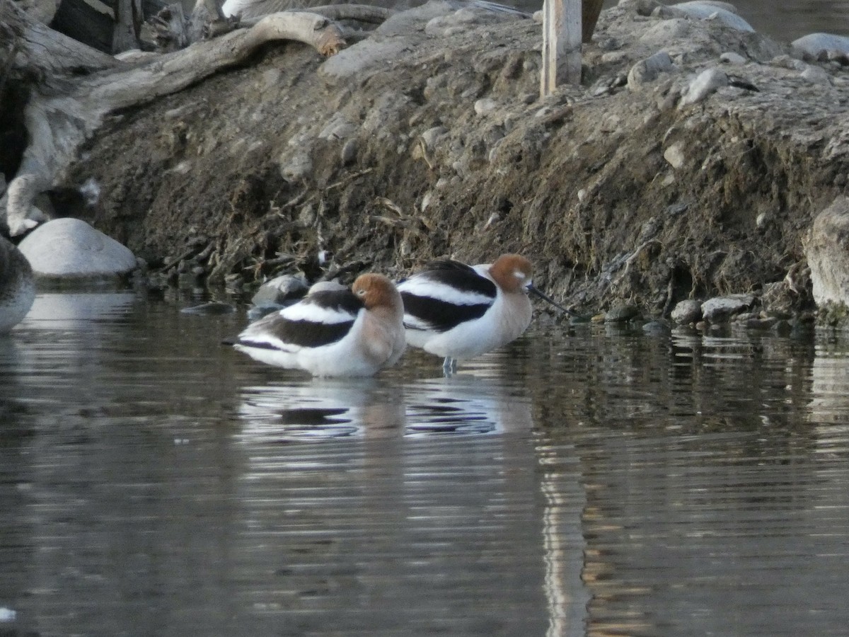 American Avocet - ML632972615