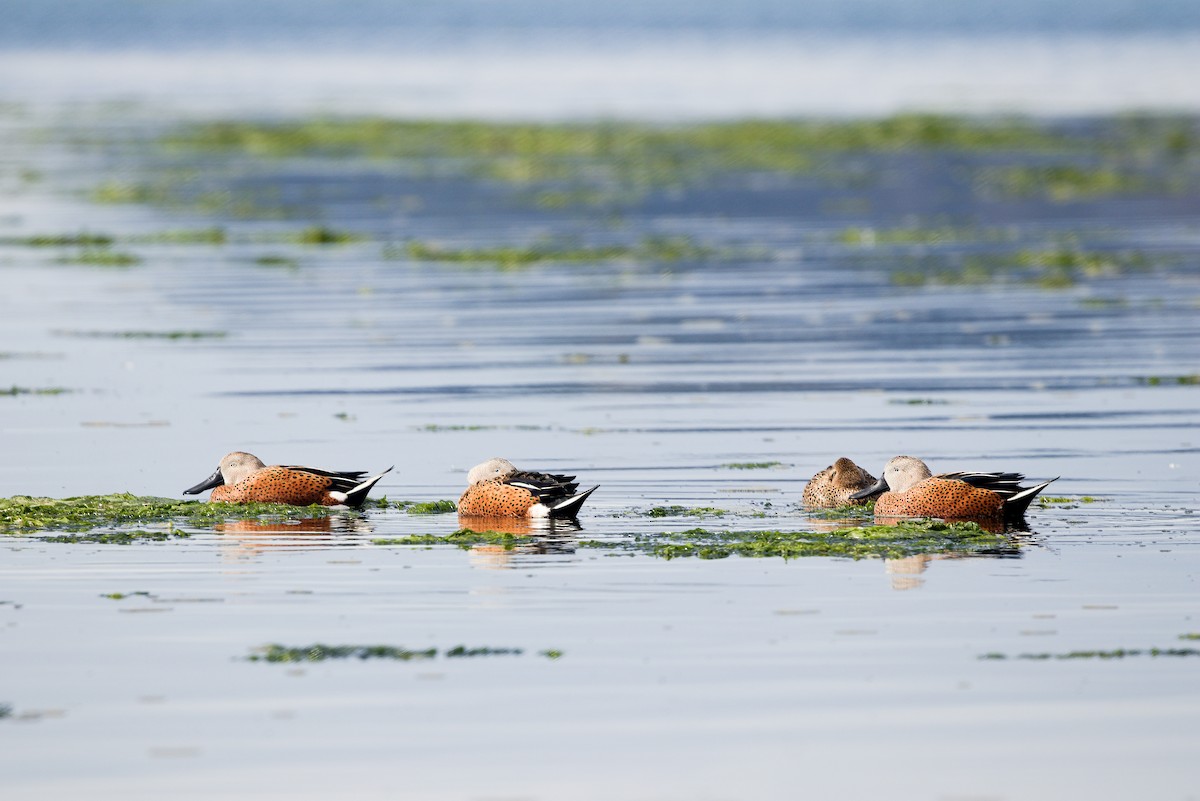 Red Shoveler - ML632972703
