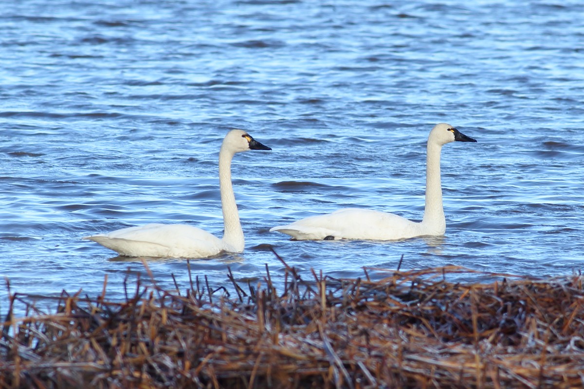 Гунгар хун - ML632972720