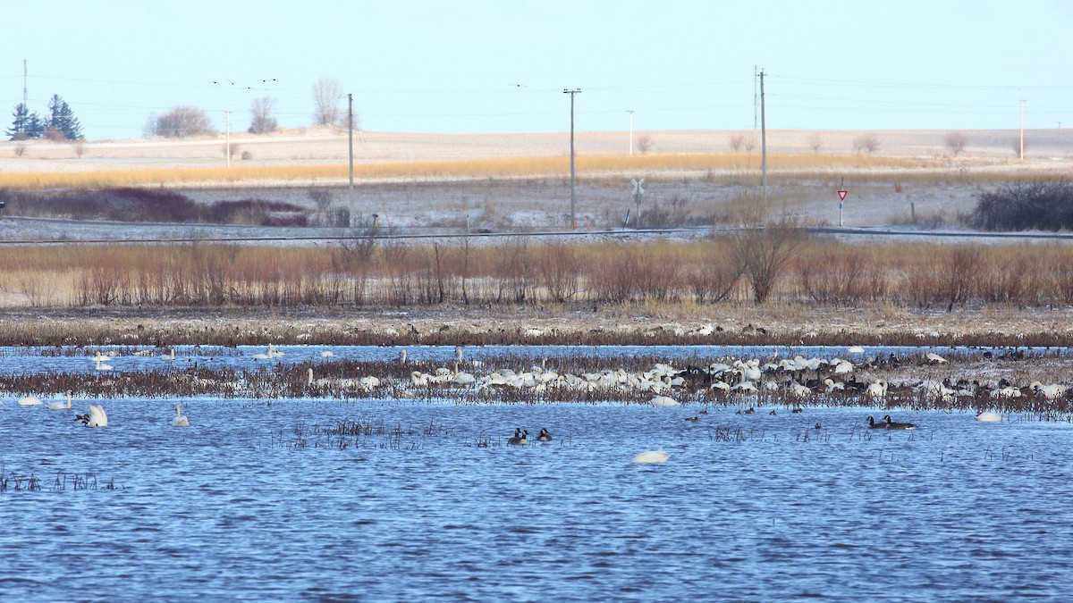 Гунгар хун - ML632972721