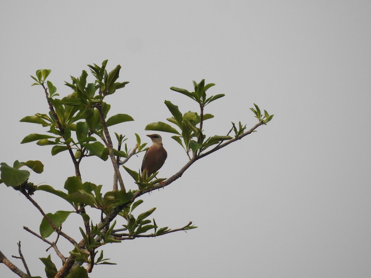 Vinous-breasted Myna - ML632972761
