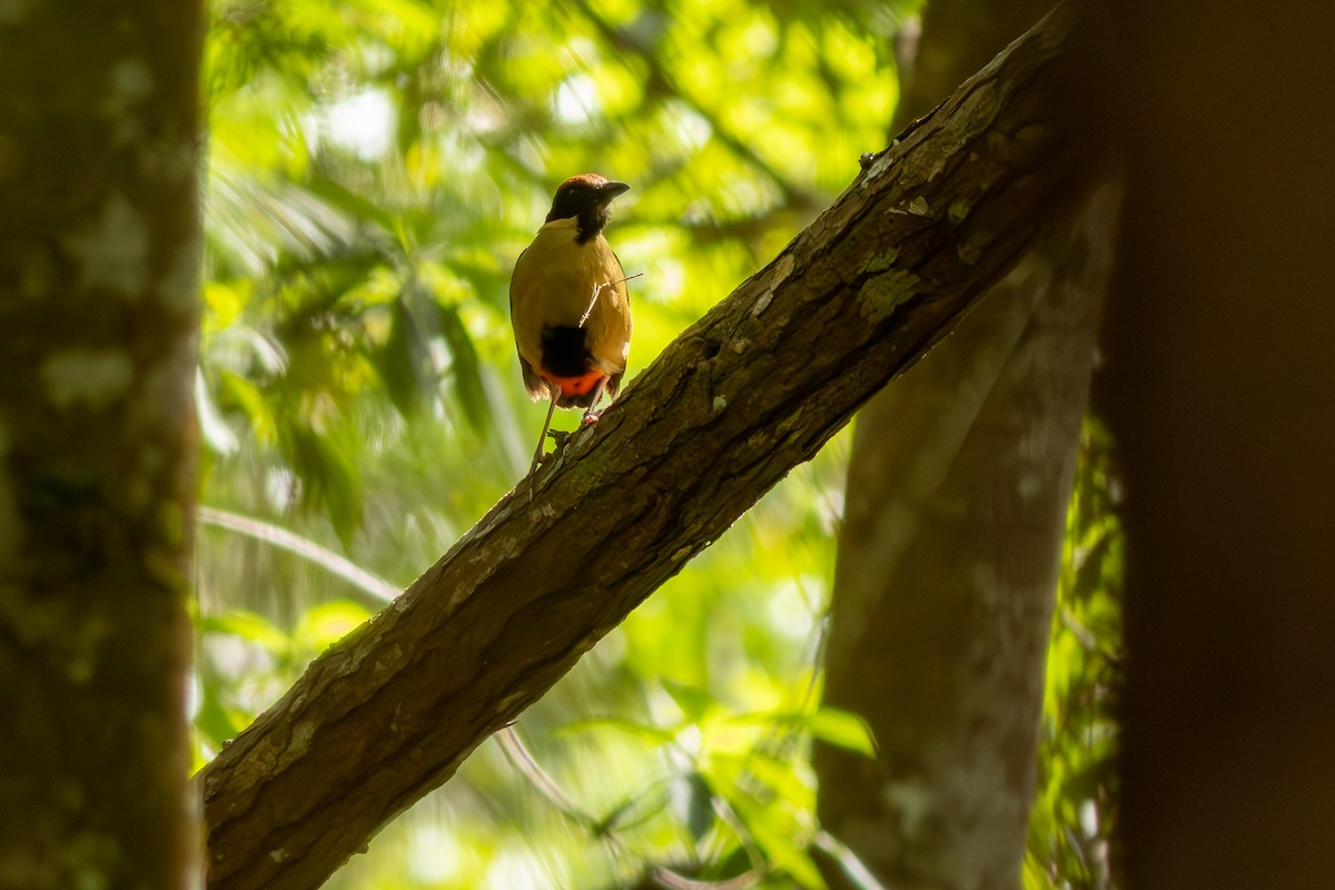 Noisy Pitta - ML632972771