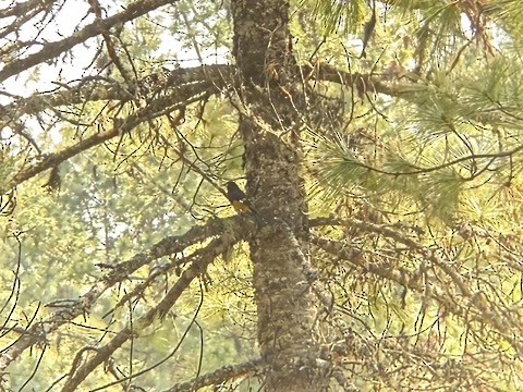 White-winged Grosbeak - ML632972797