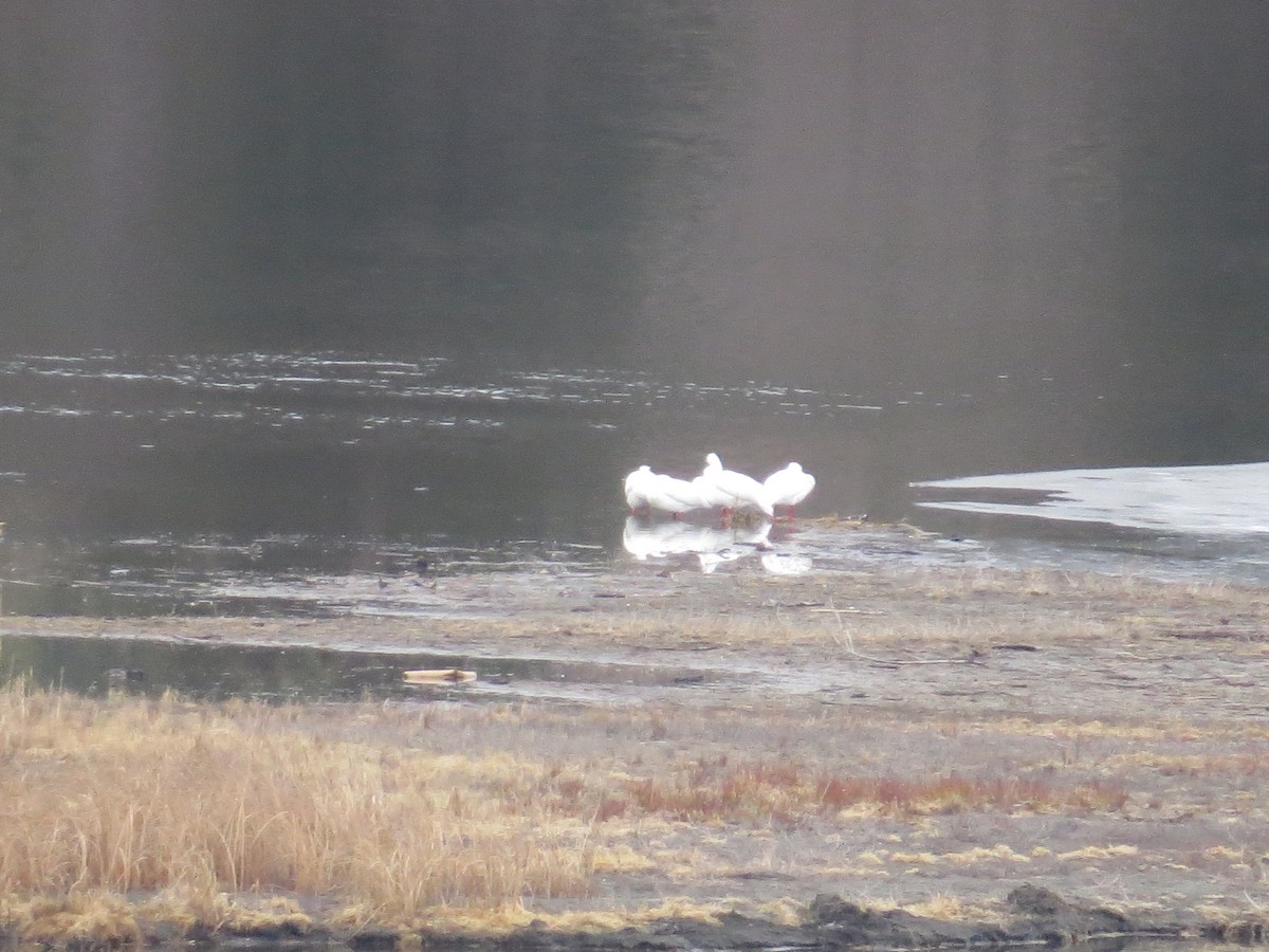 American White Pelican - ML632972875