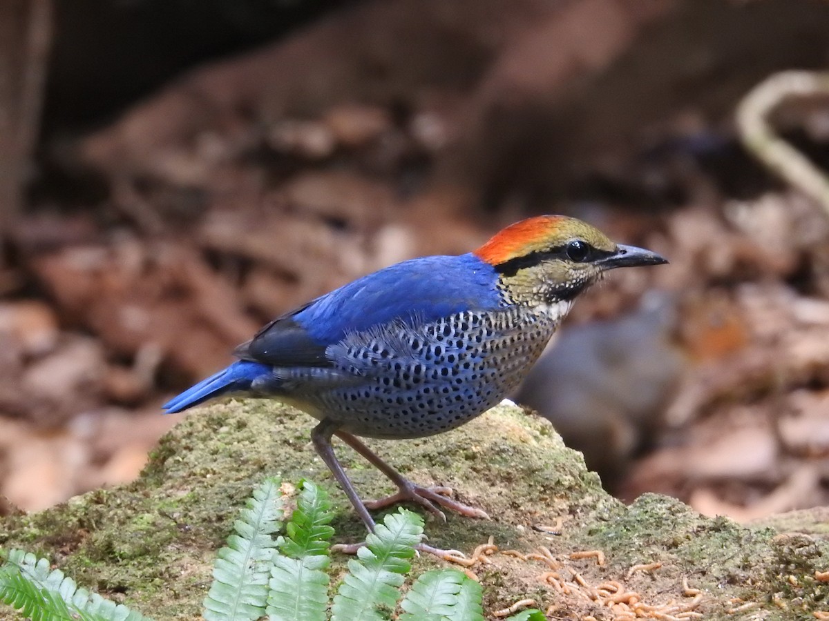Blue Pitta - ML632972915