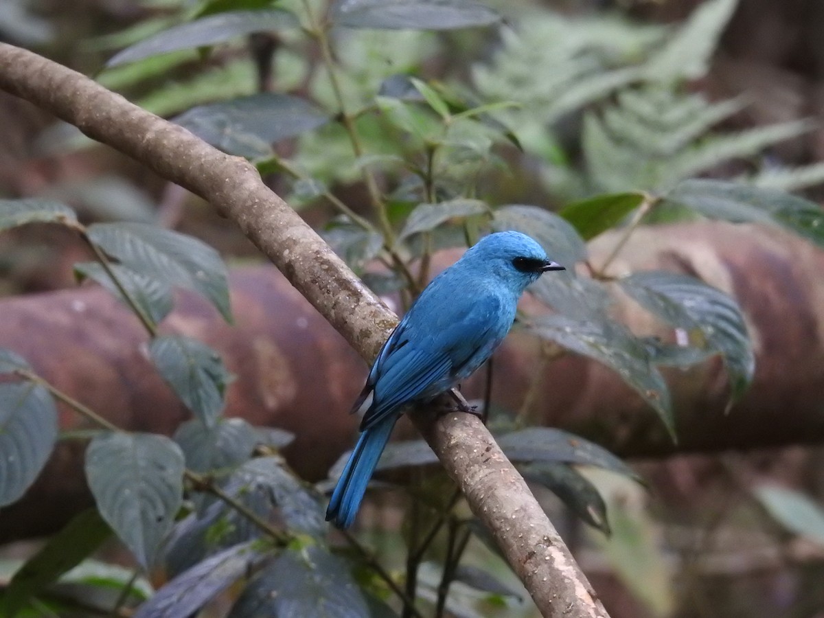 Verditer Flycatcher - ML632972932