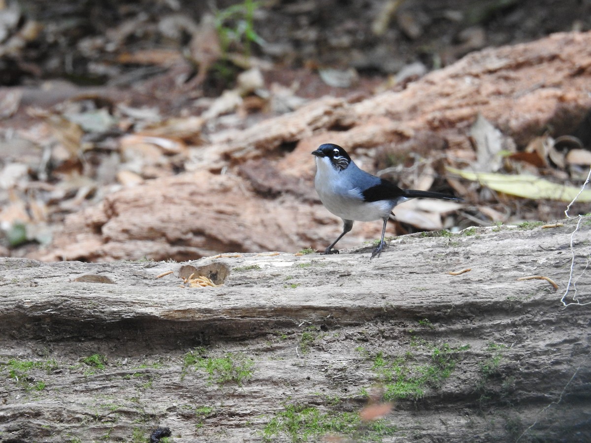 Black-headed Sibia (Lang Bian) - ML632972959