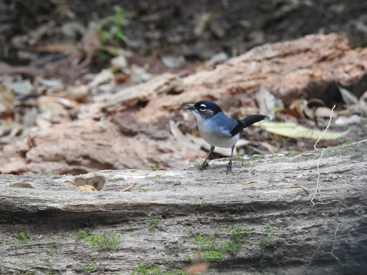 Black-headed Sibia (Lang Bian) - ML632972960