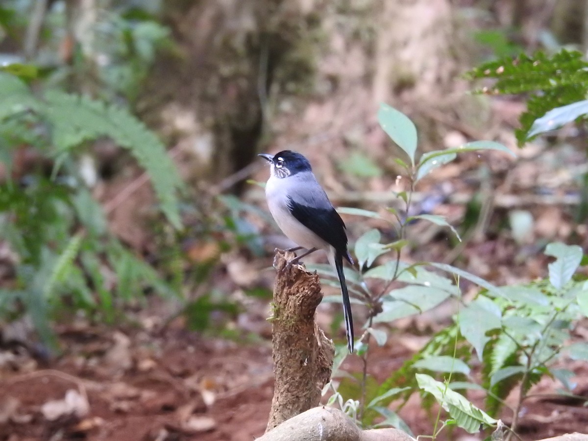 Black-headed Sibia (Lang Bian) - ML632972978