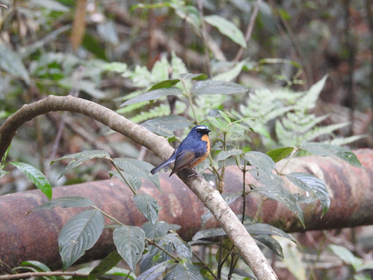 Snowy-browed Flycatcher - ML632972985
