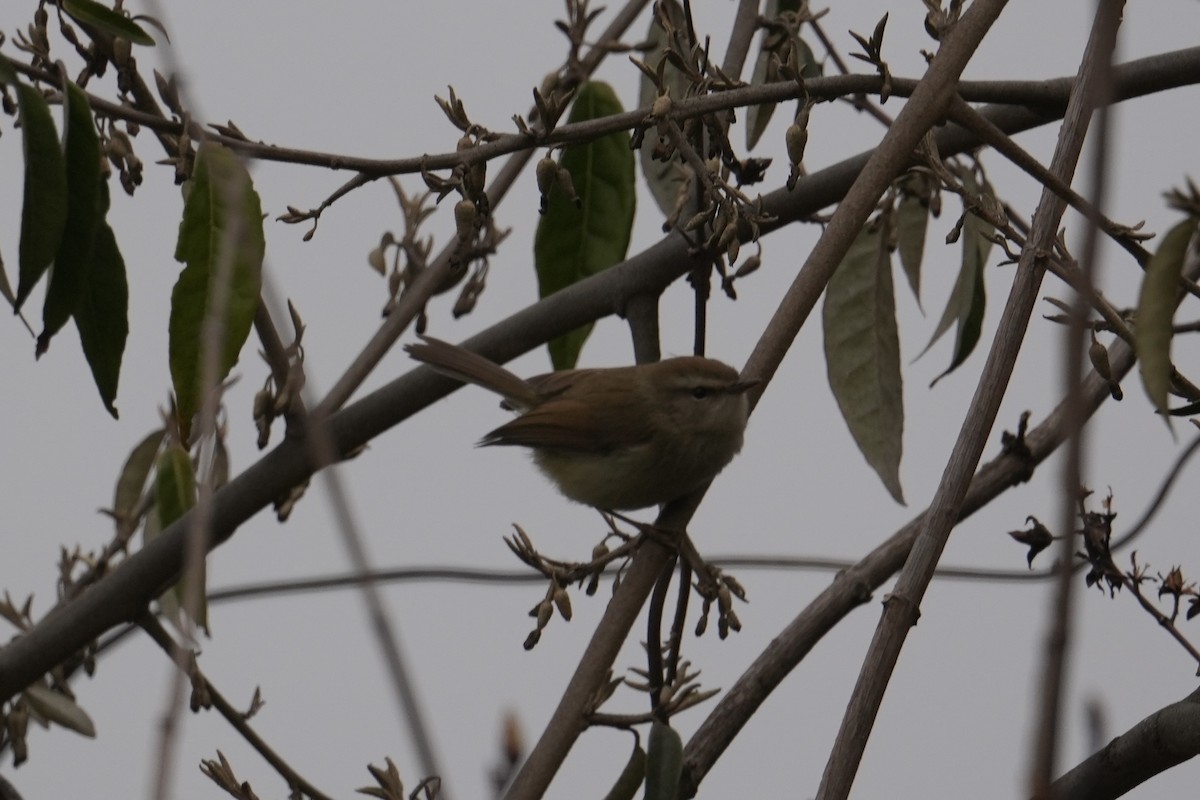 Hume's Bush Warbler - ML632973026
