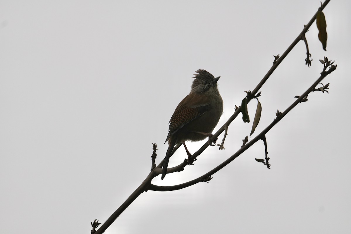Hoary-throated Barwing - Ellie Heller
